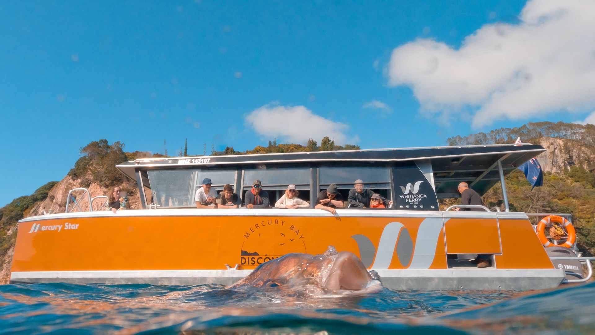 Boat Tours Whitianga - Mercury Bay Discoveries Marine Life