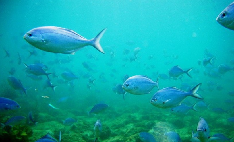 Te Whanganui-o-Hei / Cathedral Cove Marine Reserve