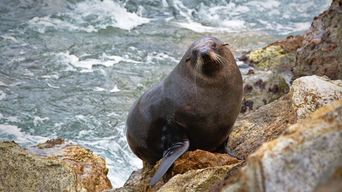 Fur Seal