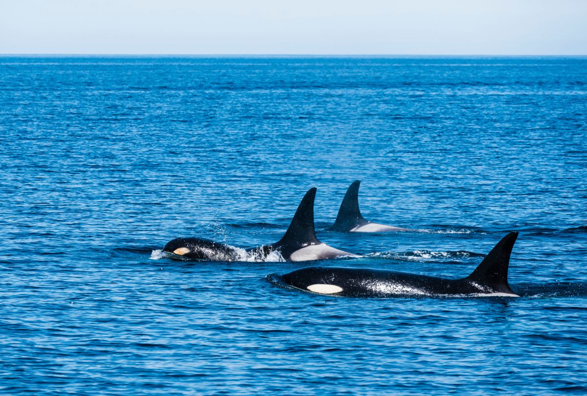 Orcas Mercury Bay